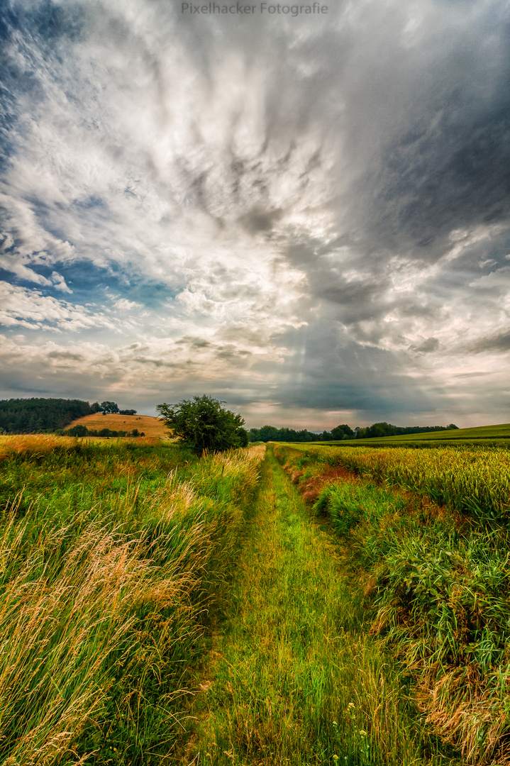 Feldwiese in Richtung Ingersleben (Nesse- Apfelstedt)