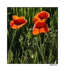 Feldwiese mit Mohn2