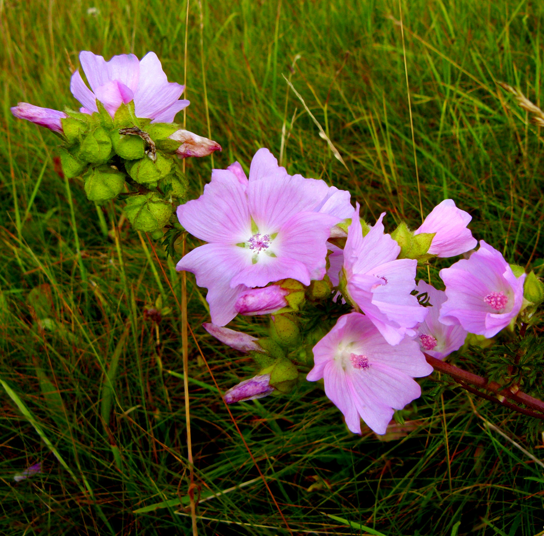 Feldwiesen – Blüher: Moschus-Malve