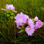 Feldwiesen – Blüher: Moschus-Malve