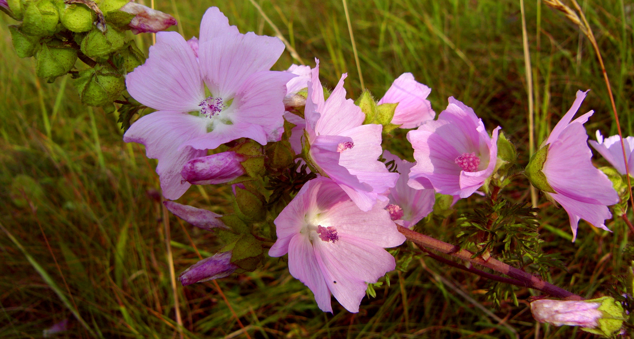 Feldwiesen – Blüher: Moschus-Malve