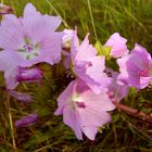 Feldwiesen – Blüher: Moschus-Malve