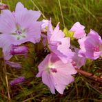 Feldwiesen – Blüher: Moschus-Malve