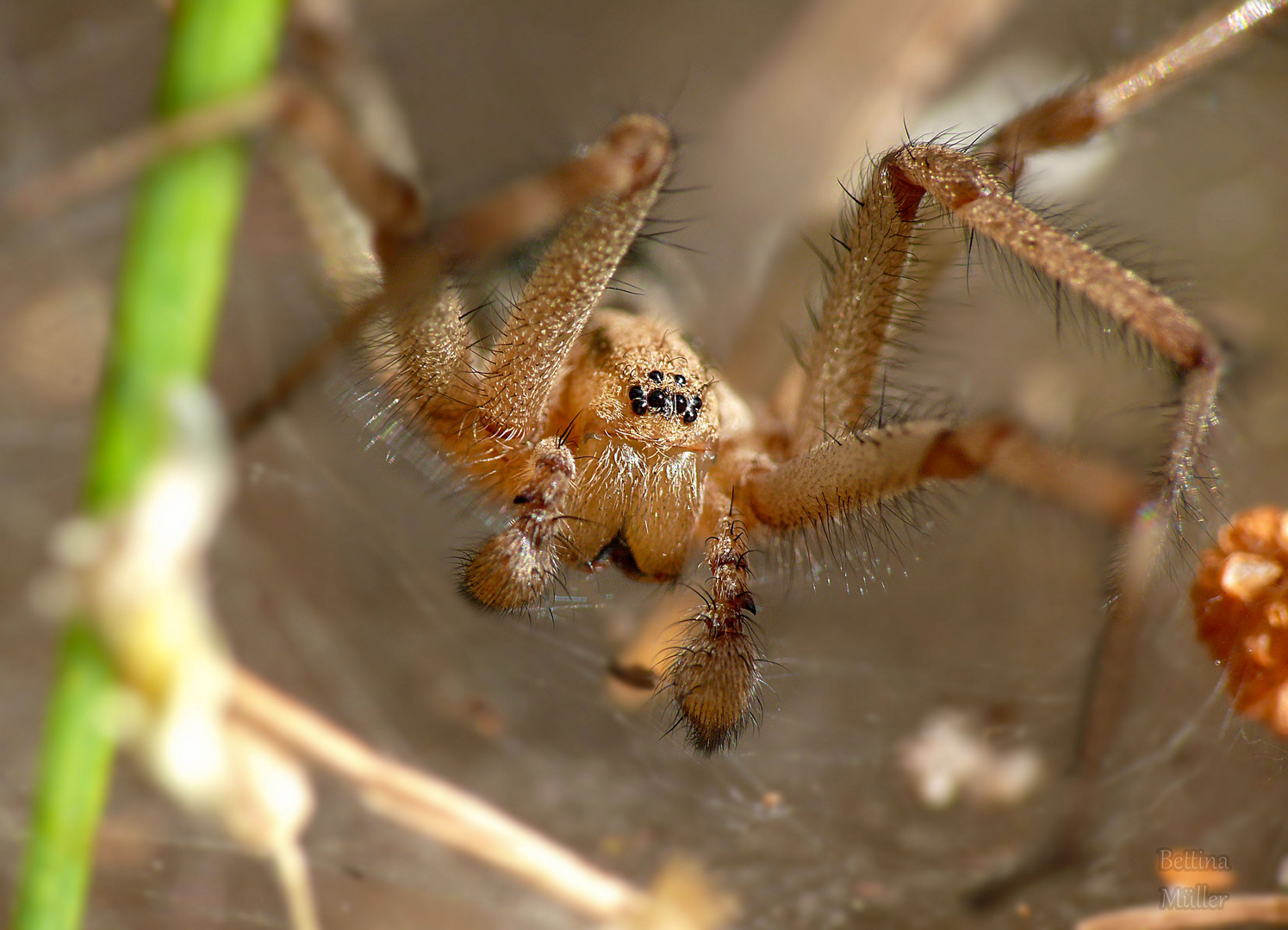 Feldwinkelspinne - Hobo Spider (Eratigena agrestis) Männchen