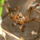 Feldwinkelspinne - Hobo Spider (Eratigena agrestis) Männchen