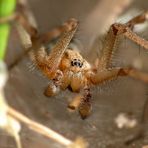 Feldwinkelspinne - Hobo Spider (Eratigena agrestis) Männchen