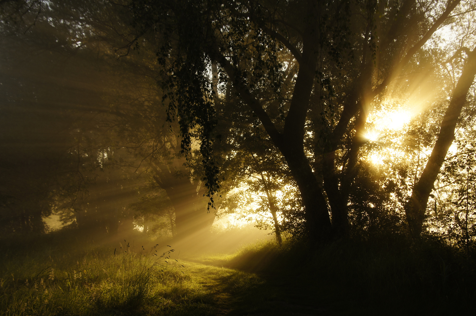 felgweg im morgennebel