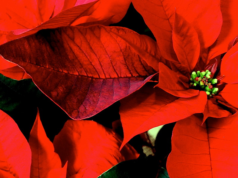 FELICES FIESTAS PARA TODOS/AS