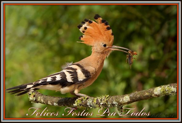 Felices Fiestas y Feliz Año Nuevo