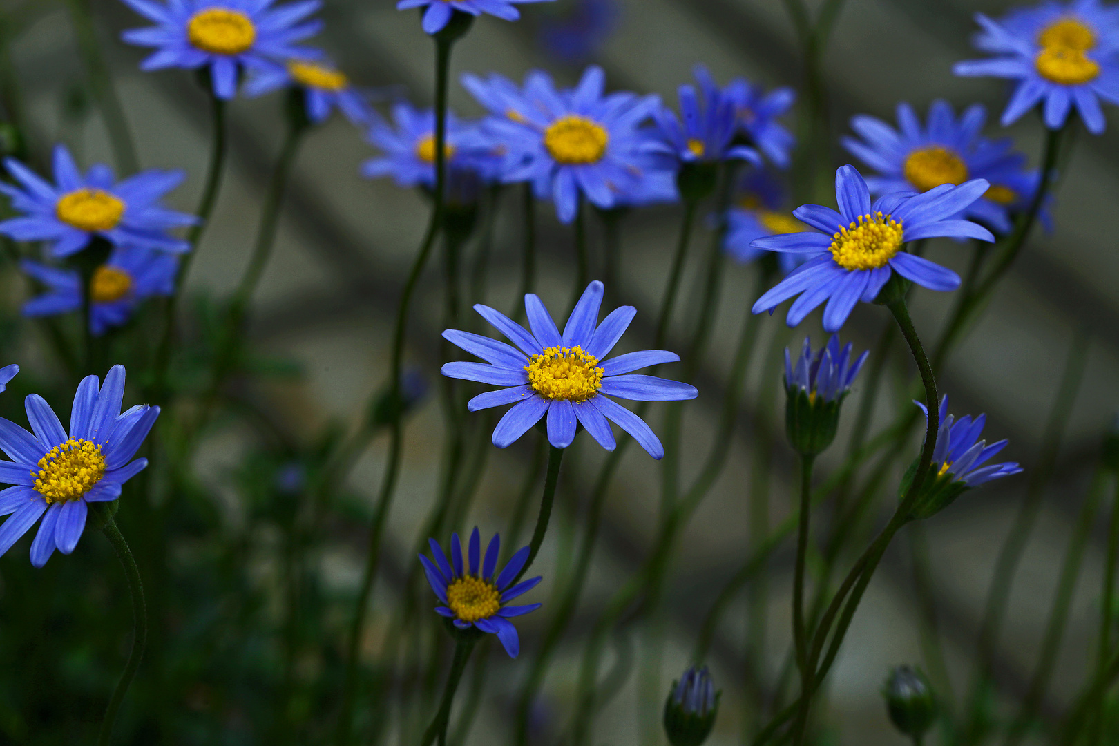 Felicia Foto & Bild | pflanzen, pilze & flechten, blüten ...