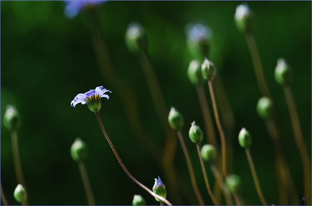 Felicia amelloides