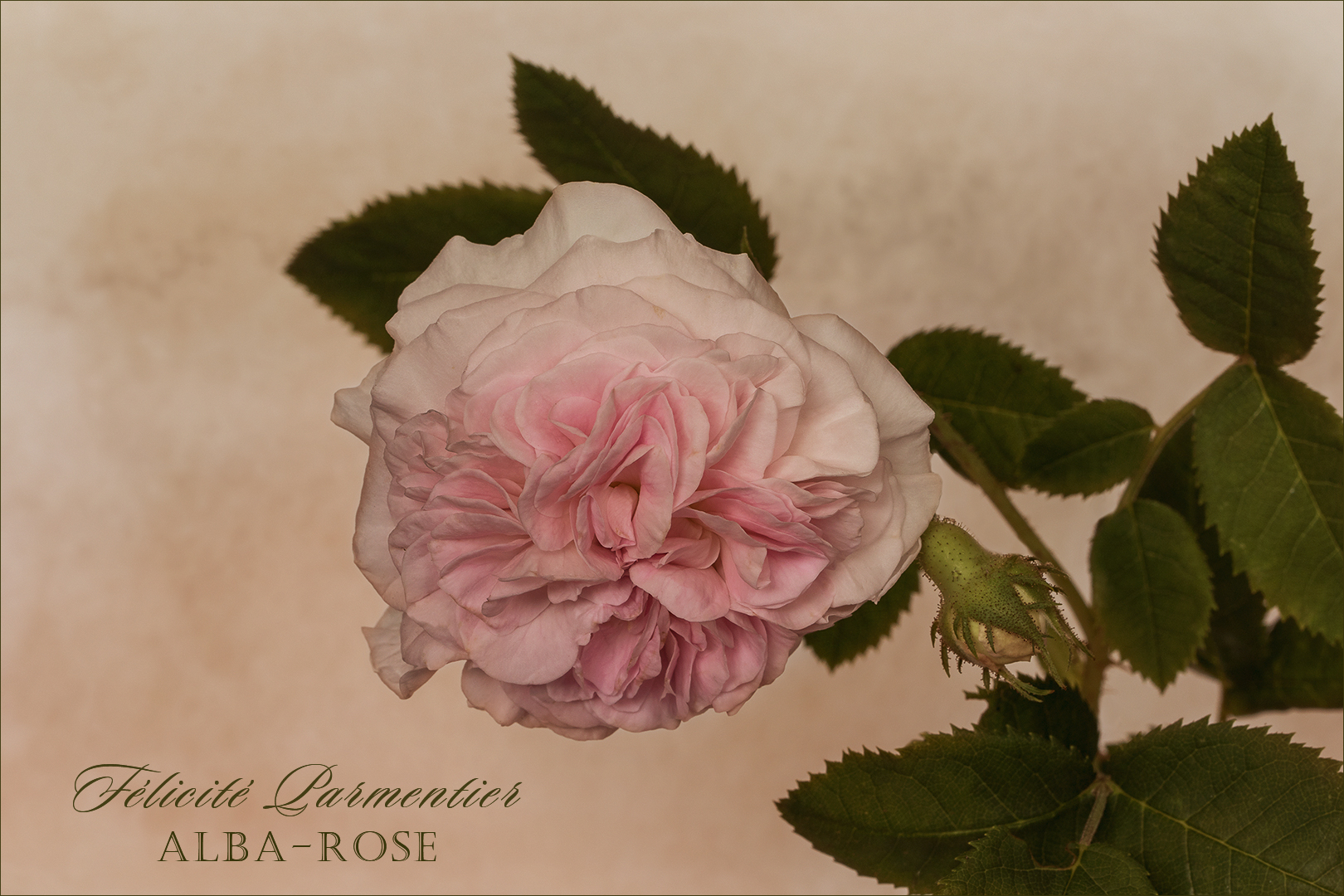 Félicité Parmentier  - Alba-Rose...