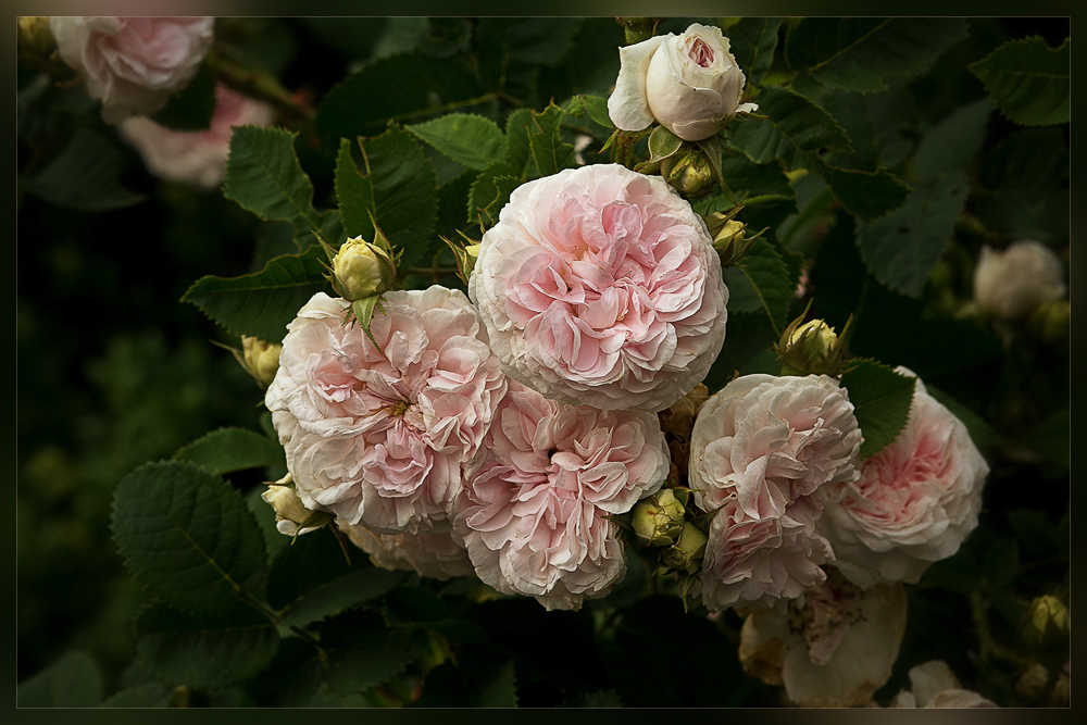 Félicité Parmentier (Rosa Alba)