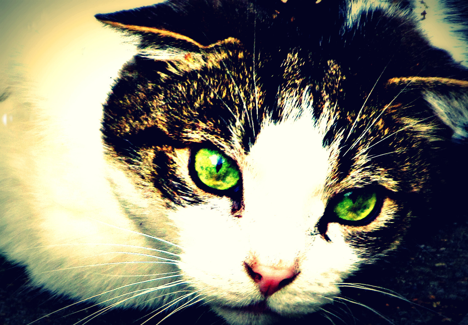 Felidae 3 Foto & Bild spezial, digiart, katzen Bilder auf