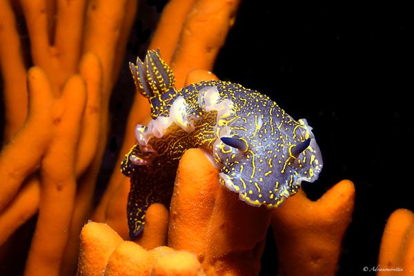 Felimare picta su spugna Axinella cannabina