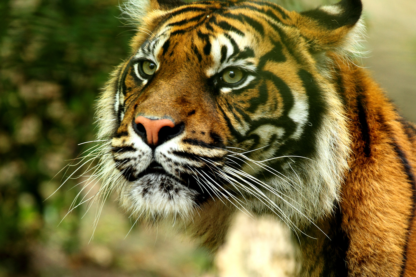F lin photo et image zoo parc de beauval nature F lin photo et image zoo parc de beauval nature