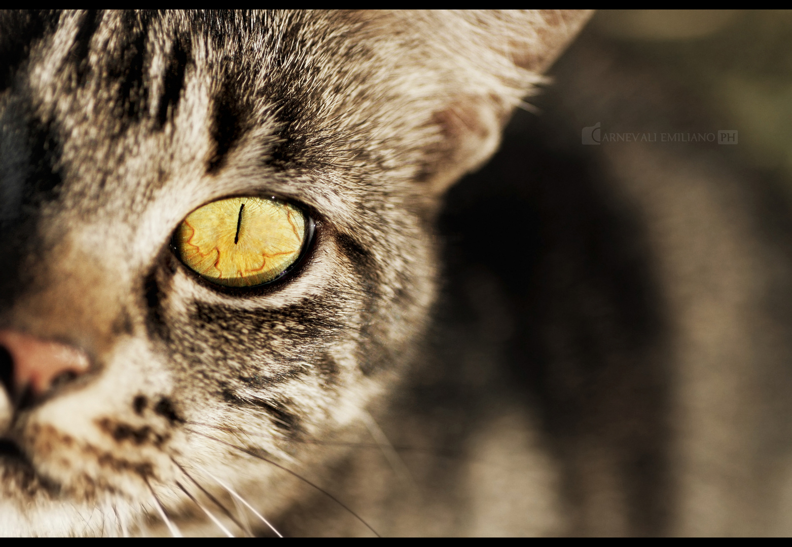 feline eye