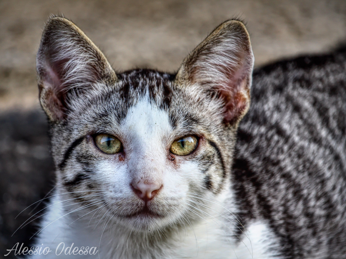 felino cucciolo   canon eos 450d