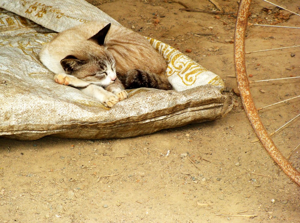 Felino en poblado Mae Wang al norte de Tailandia