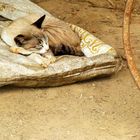 Felino en poblado Mae Wang al norte de Tailandia