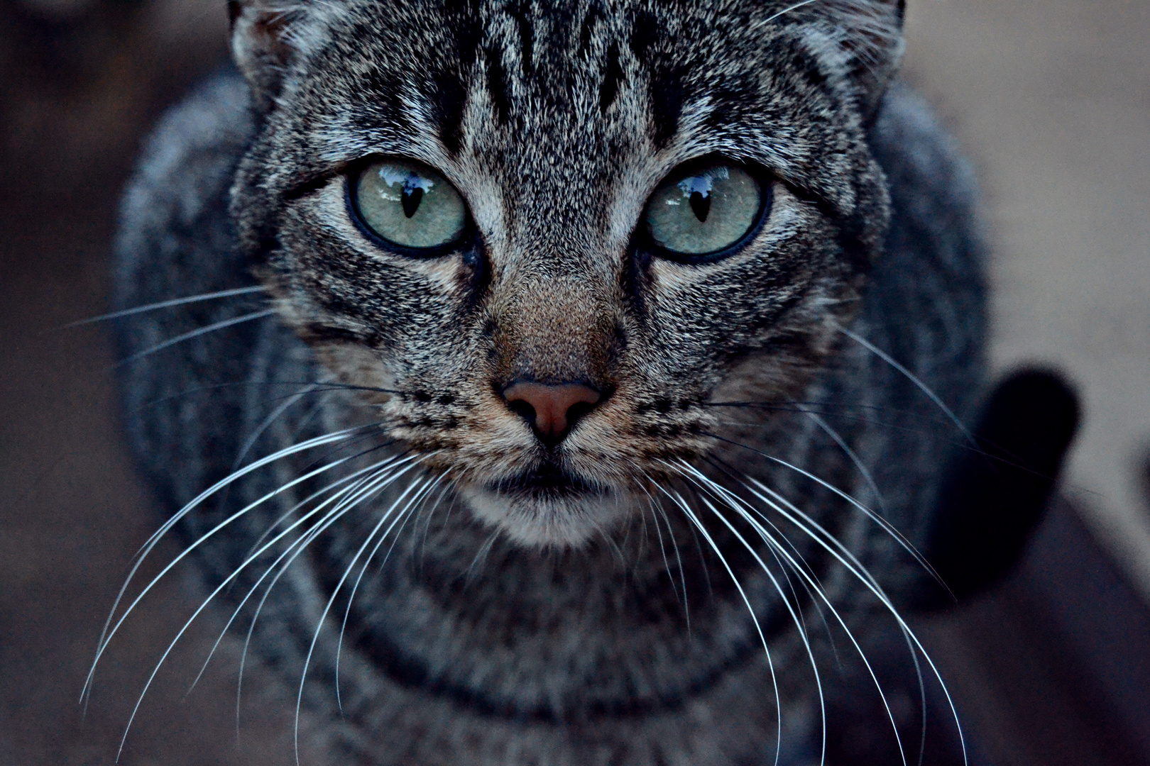 Felino hambriento de un segundo