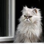 Felis catus