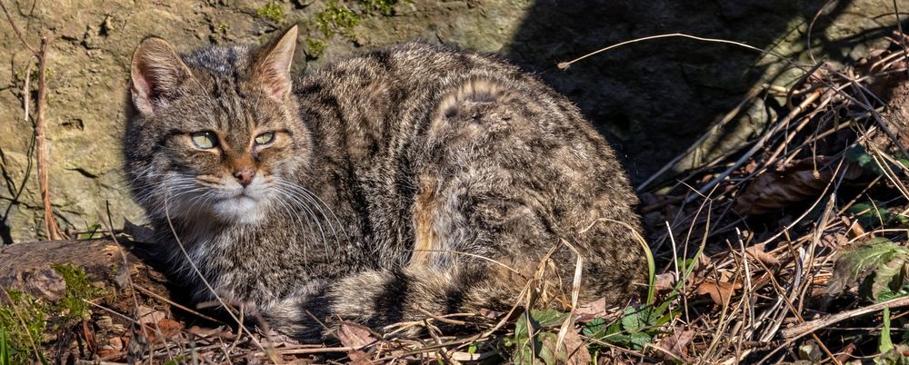 FELIS SILVESTRIS  (2)