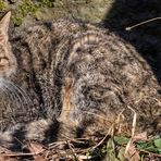 FELIS SILVESTRIS  (2)