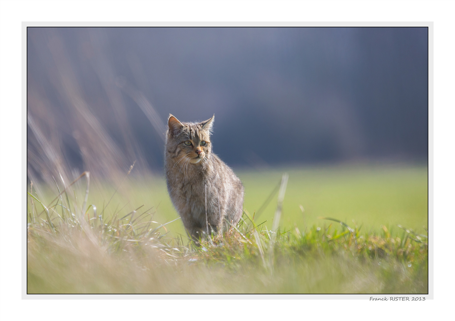 Felis silvestris