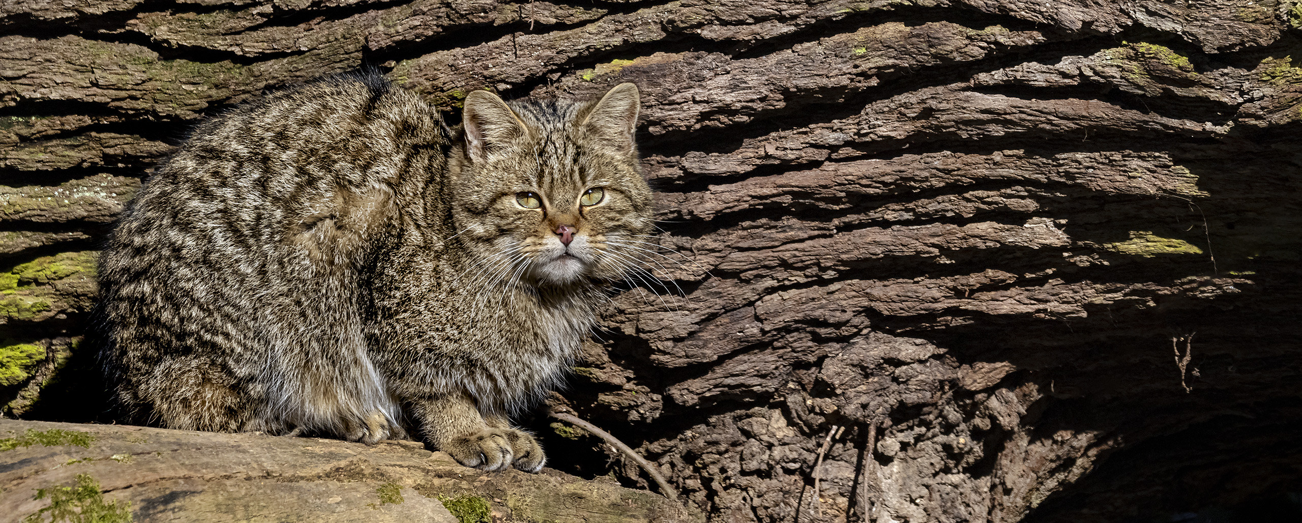 FELIS SILVESTRIS (3) Foto & Bild natur, zoo, tiere Bilder auf