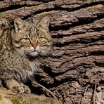 FELIS SILVESTRIS (3)