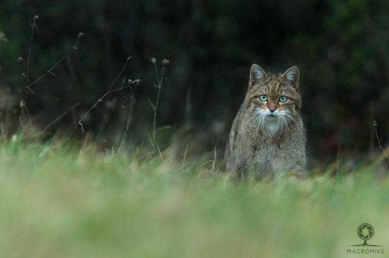 Felis silvestris