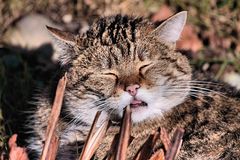 Felis silvestris / Die Wildkatze - Tierpark Lange Erlen Kanton Basel Stadt