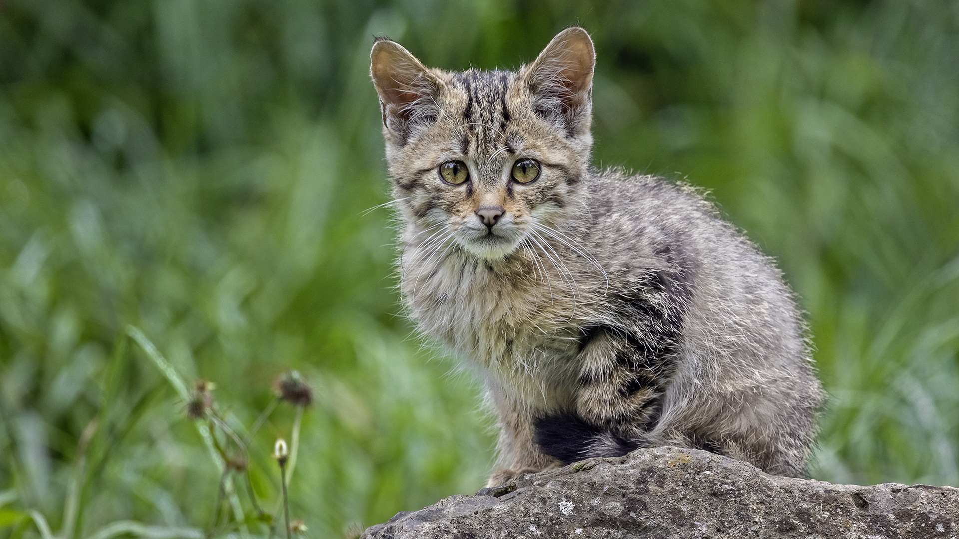 FELIS SILVESTRIS