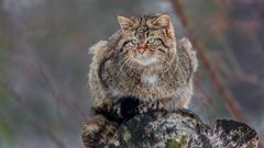 Felis silvestris silvestris  (2)
