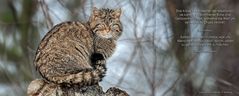 Felis silvestris silvestris