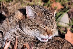 Felis silvestris Tierpark Lange Erlen Kanton Basel Stadt