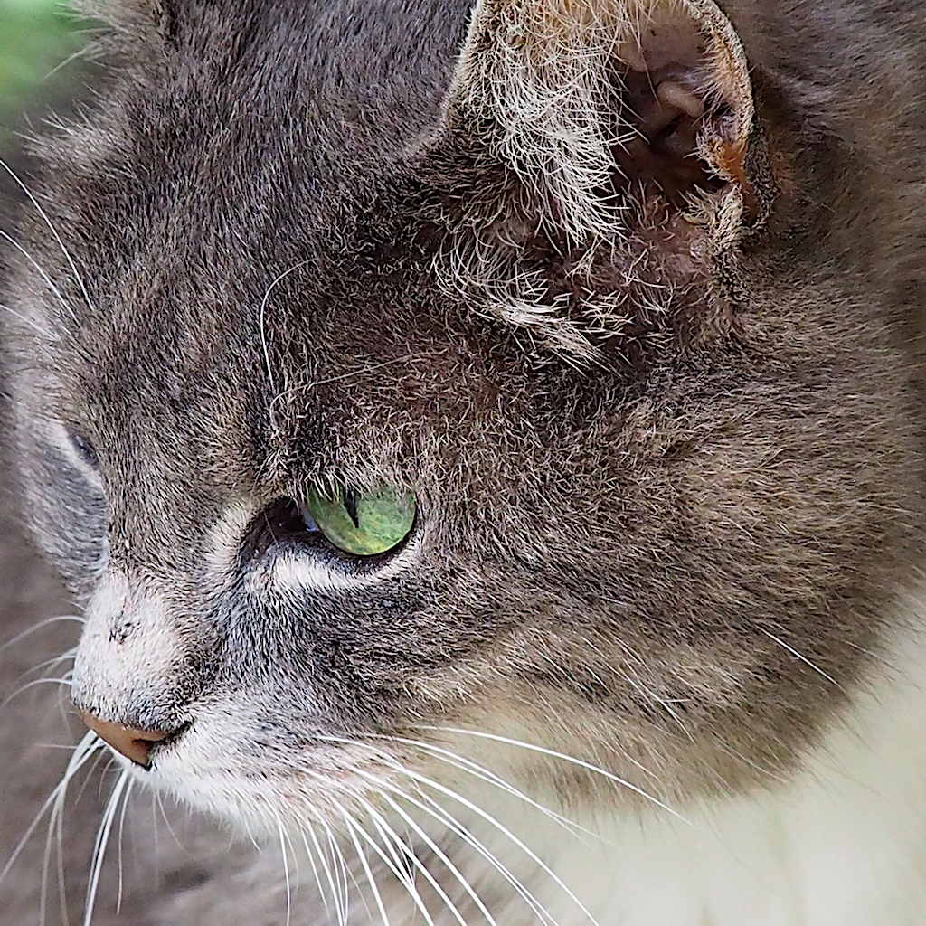 Felis sylvestris -PORTRAIT