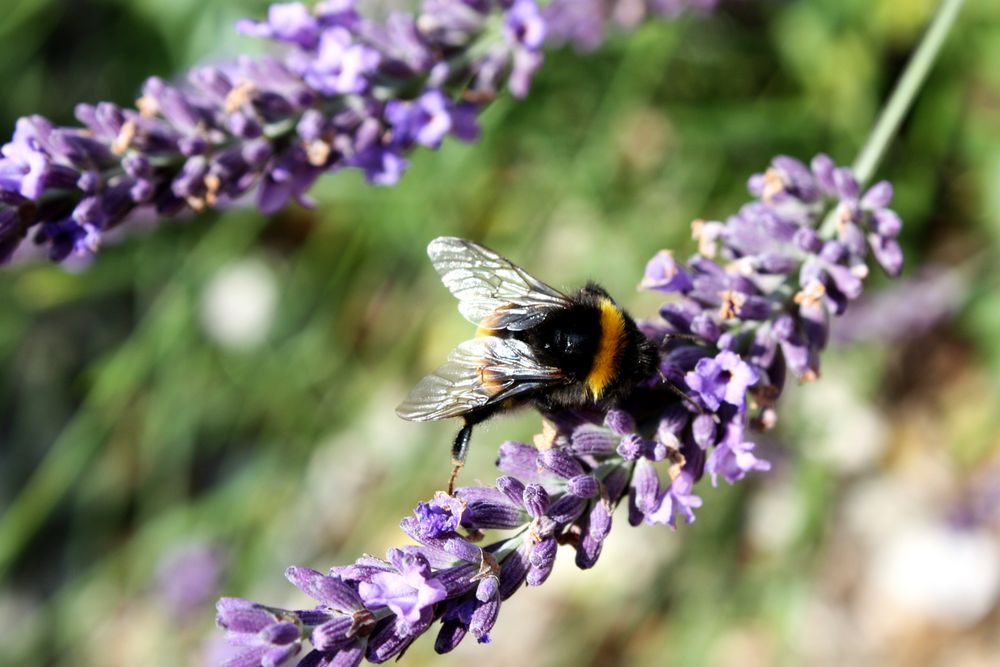 Felißige Hummel