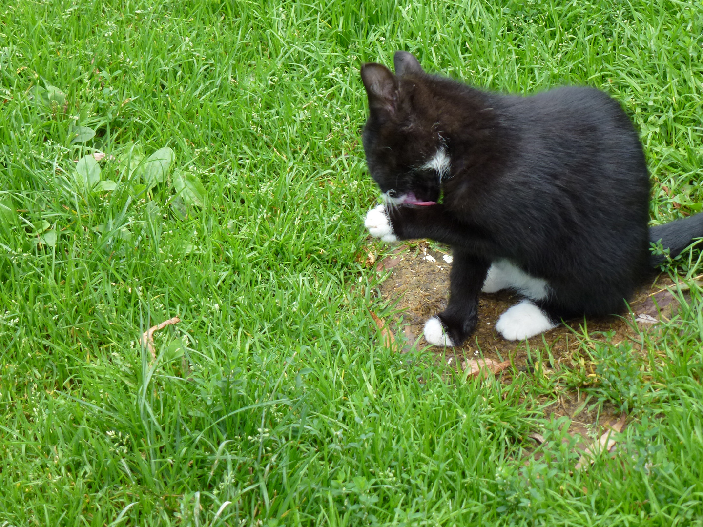 Felix bei der Katzenwäsche