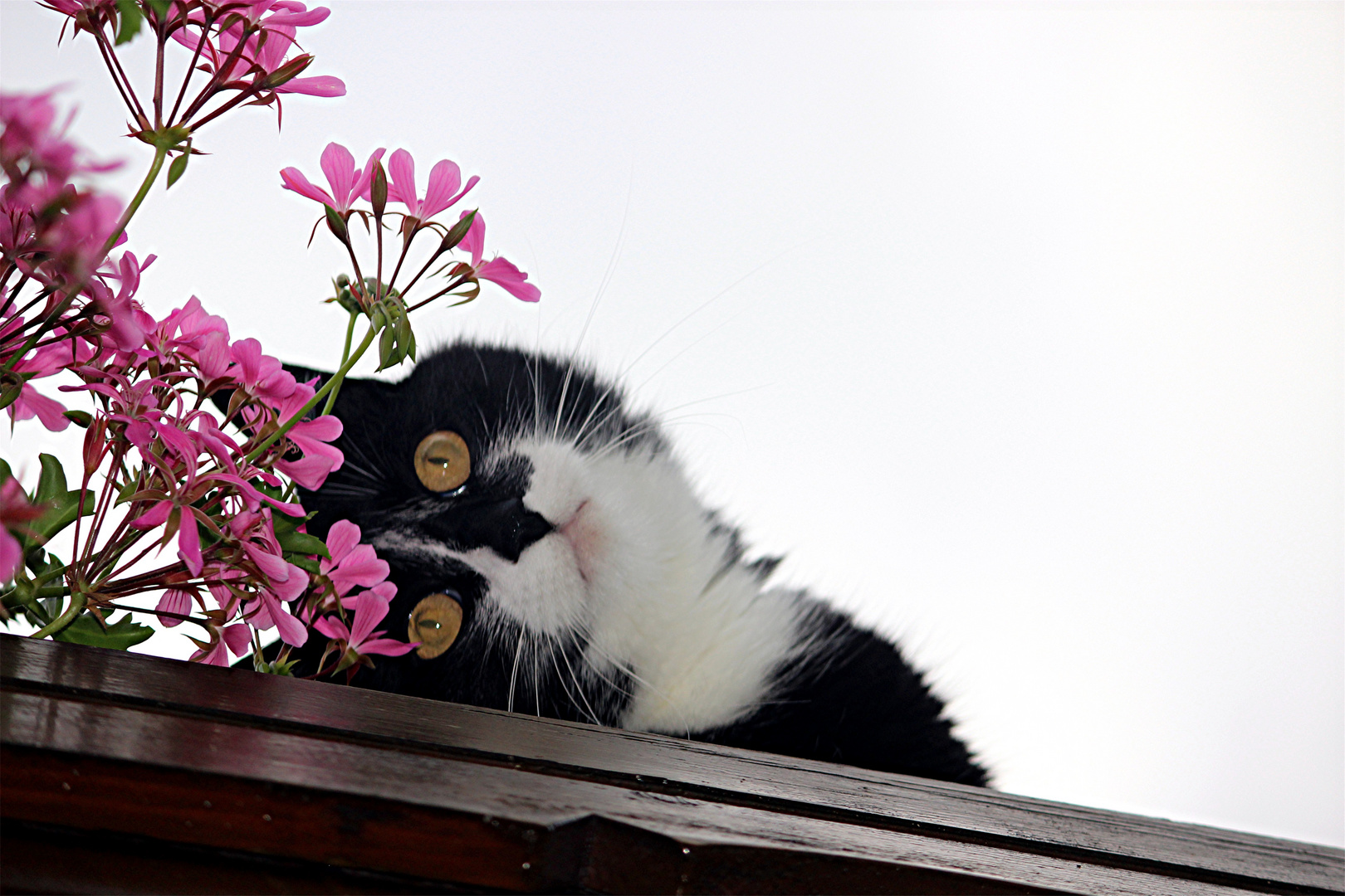 Felix der Balkonblumenfreund