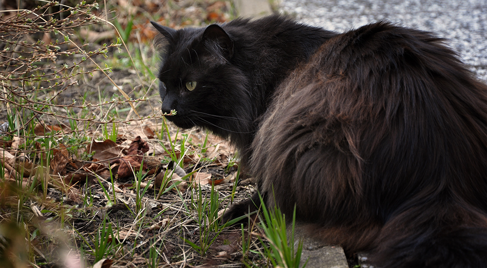 Felix der Hotelkater