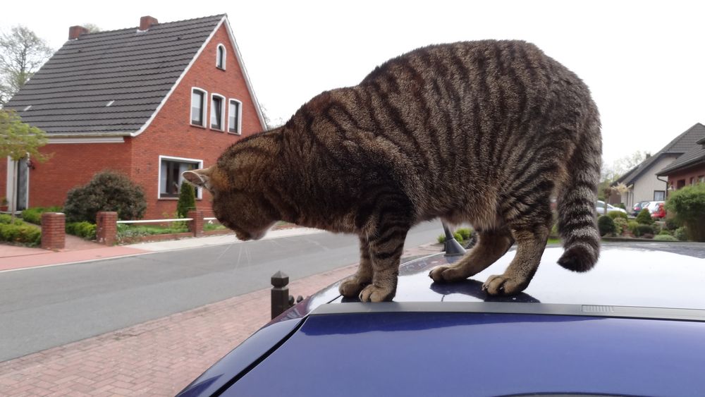 Felix der Kater 1