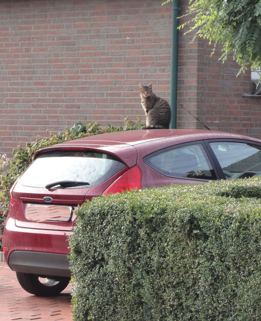 Felix der Kater