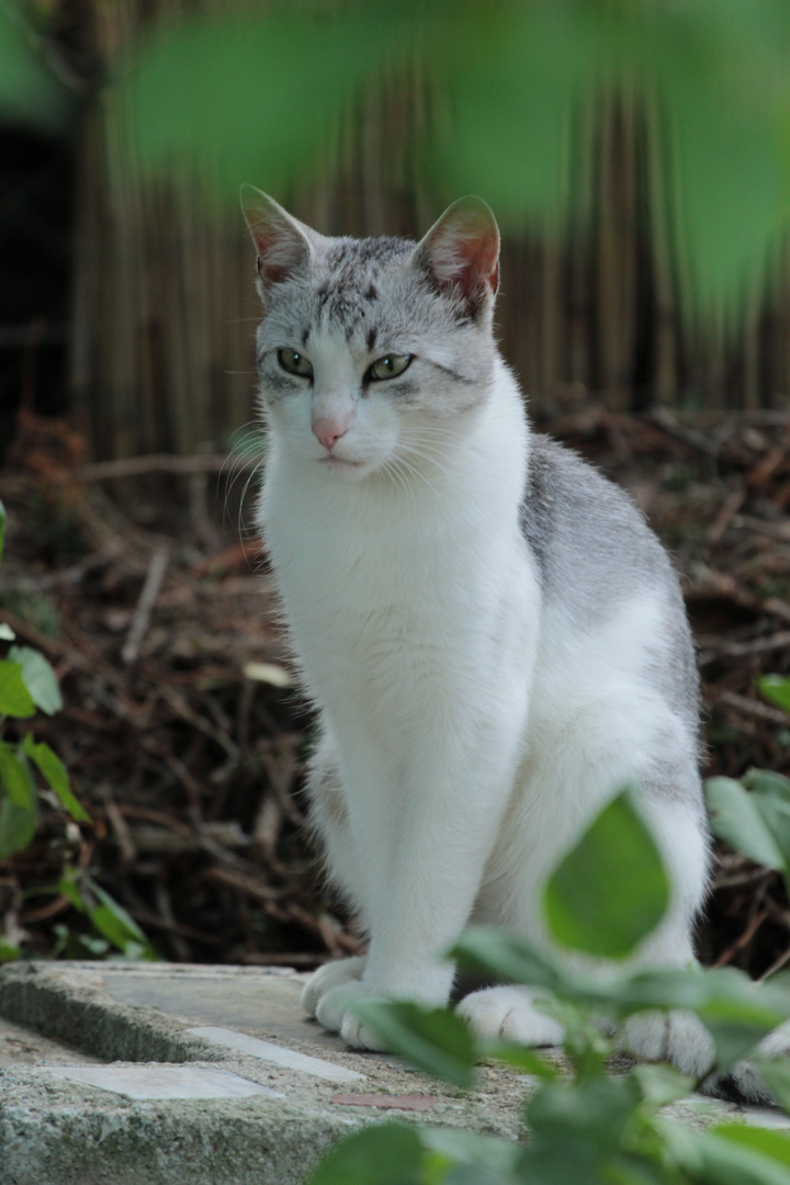 Felix - der Kater - was sehe ich da?