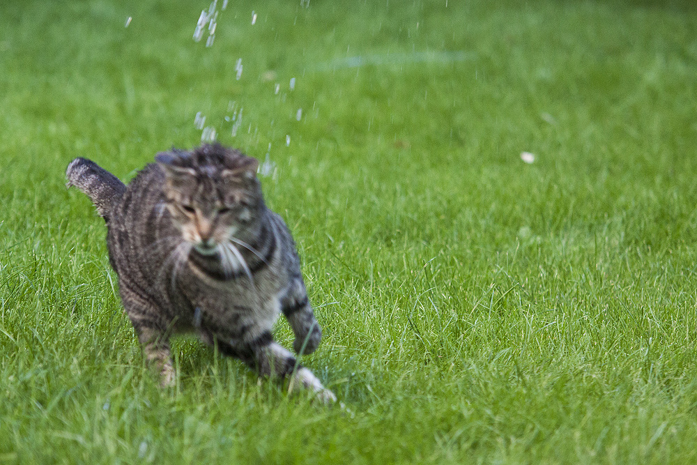 Felix der Wasserjäger