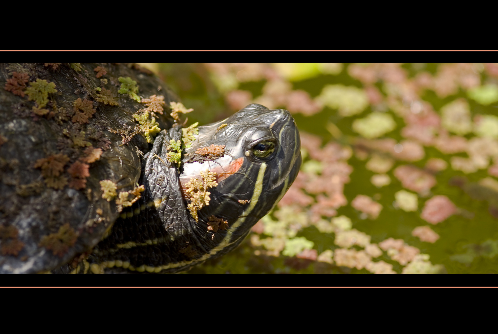 Felix die Rotwangen-Schildkröte