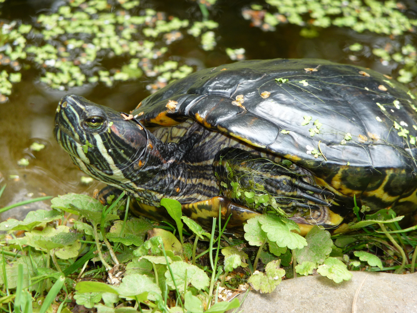FelixDie Rotwangenschildkröte Foto & Bild tiere, haustiere, natur