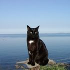 Felix enjoying the sun at the end of the garden.