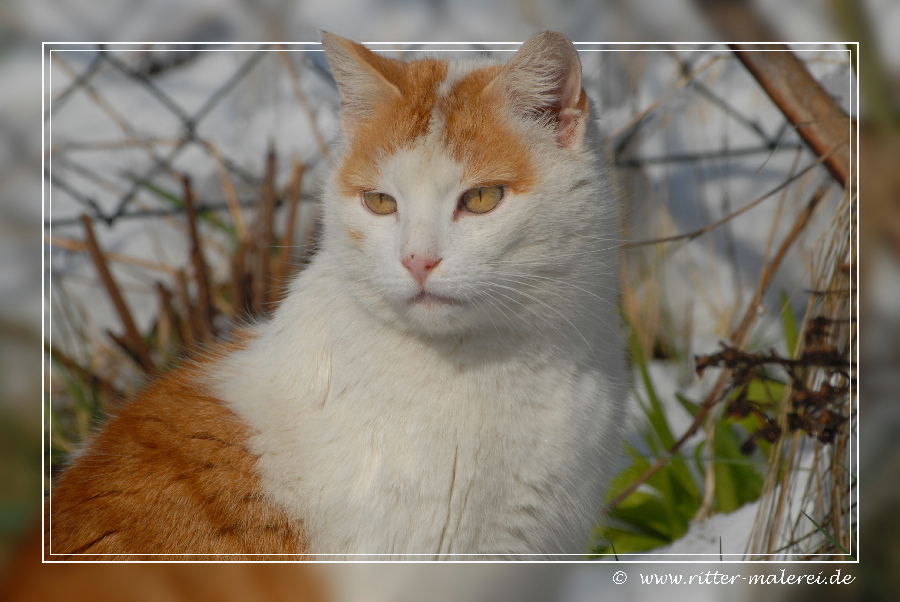 Felix hat alles im Blick